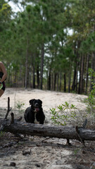 Black Labrador Dog Playing In Nature Forest And Sand Dunes Outdoor Pet Fun Animal Adventure Summer Wildlife Canine Running Freedom Landscape Travel