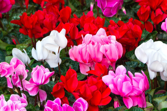 Colorful Cyclamen Flowers in Bloom - Powered by Adobe