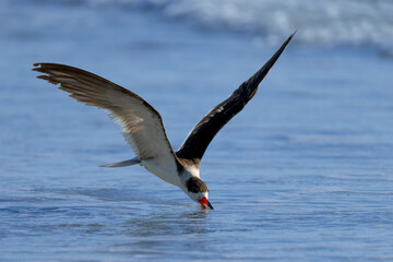 Black Skimmer