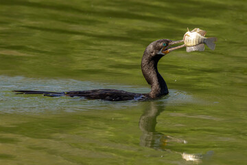 Neotropic Cormorant