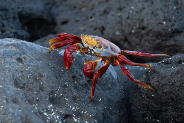 Sally Lightfoot Crab
