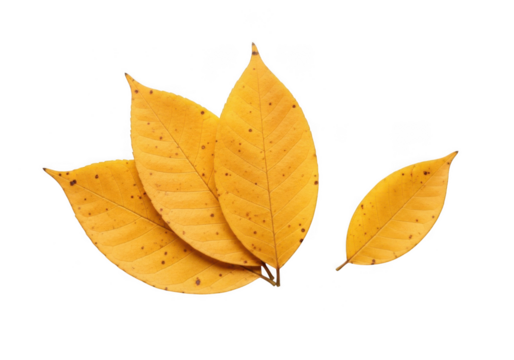 A small cluster of yellow autumn leaves with brown spots, isolated on a transparent background - Powered by Adobe
