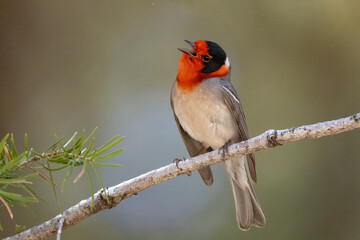 Red-faced Warbler