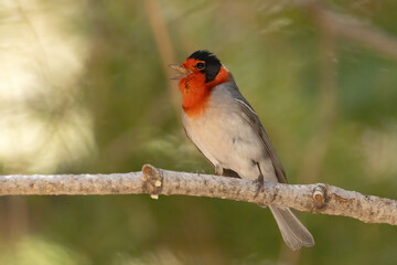 Red-faced Warbler