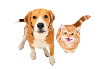 Cute Beagle dog and meowing kitten Scottish Straight sitting together, top view, isolated on white background