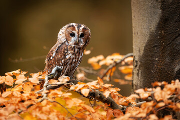 Tawny owl ( Strix aluco ) sitiing in the autumn forest