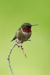 Ruby-throated Hummingbird
