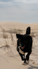 Black Labrador Dog Playing In Nature Forest And Sand Dunes Outdoor Pet Fun Animal Adventure Summer Wildlife Canine Running Freedom Landscape Travel