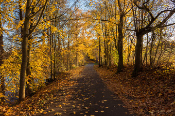 Autumn road lined with old trees and beautiful yellow leaves, Czech Republic