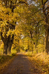 Naklejka premium Autumn road lined with old trees and beautiful yellow leaves, Czech Republic