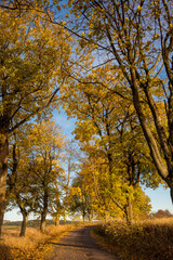 Fototapeta premium Autumn road lined with old trees and beautiful yellow leaves, Czech Republic