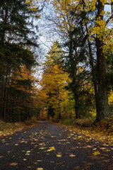 Autumn road lined with old trees and beautiful yellow leaves, Czech Republic