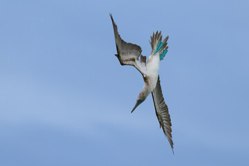 Blue-footed Booby