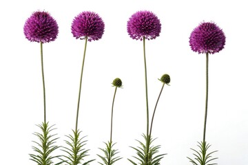 Four Purple Globe Thistle Flowers and Buds on White
