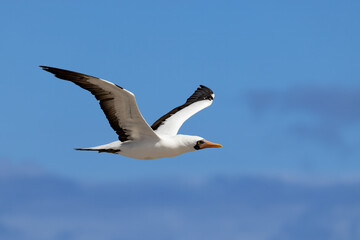 Nazca Booby in flight
