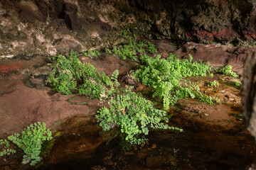 Obraz premium Fuente de Tababaire, manantial natural en el norte de Fuerteventura
