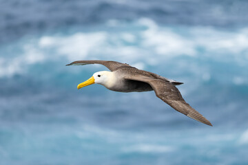 Waved Albatross in flight, taken in the Galapagos Islands, Ecuador  