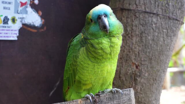 Blue-fronted amazon (Amazona aestiva) parrot chained in zoo