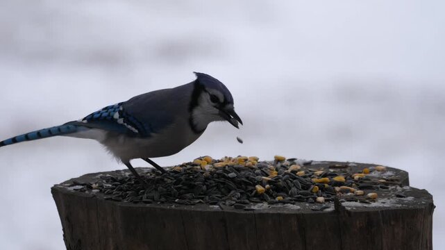 Birdfeeder 0900 Bluejay Birds Wildlife Squirrel Backyard