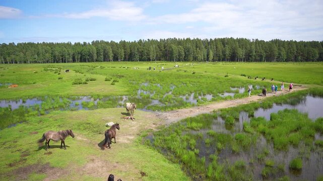 Tourists and family of wild konik polski or Polish primitive horses at Engure Lake Nature Park, Latvia
