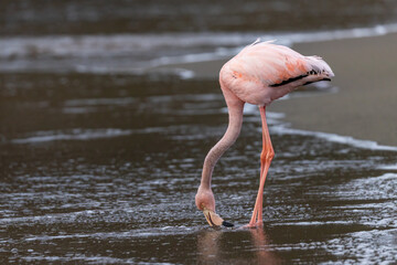 American Flamingo