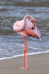 American Flamingo
