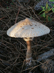 L&eacute;piote &eacute;lev&eacute;e (Coulemelle)