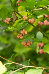 Colorful Euonymus Berries on Branches in Autumn Forest