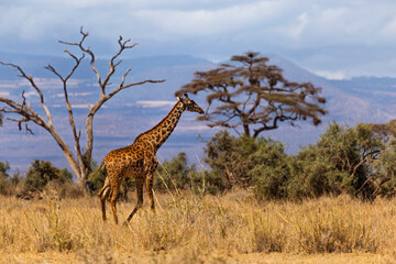 Amboseli National Park, Kenya: Giraffe on the African Savanna