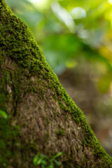 Obraz premium Lush Green Moss Covering Tree Bark in a Tropical Forest