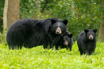 Black Bear