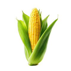 Png of fresh corn on the cob with green husk isolated on transparent background, a healthy and delicious vegetable