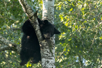 Black Bear