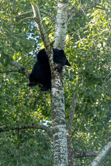 Black Bear