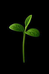 Small green plant sprouting with vibrant leaves in dark background