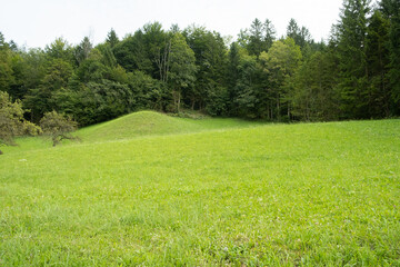 Green Meadow and Coniferous Forest, Natural Summer Landscape
