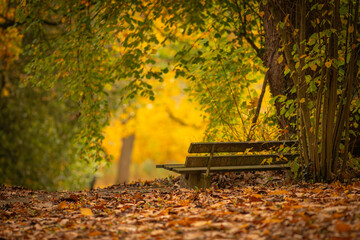 bench in autumn park