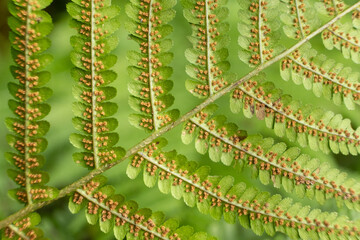 Fern Sori Close-Up, Brown Spore Clusters on Underside of Leaf © Zarina Lukash