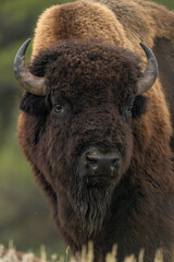 Bison