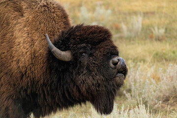 American Bison