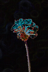 Abstract effect on geranium flowers