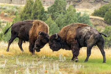 American Bison