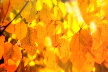 Beautiful autumn leaves on branches lit by sunlight, selective and soft focus on leaves