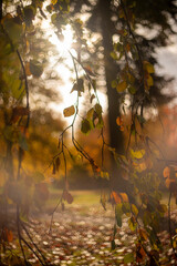 sunset in the forest