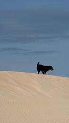 Black Labrador Dog Playing On Sand Dunes Beach Fun Pet Outdoor Animal Nature Summer Canine Adventure Running Freedom Landscape Travel