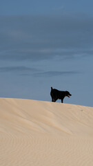 Black Labrador Dog Playing On Sand Dunes Beach Fun Pet Outdoor Animal Nature Summer Canine Adventure Running Freedom Landscape Travel