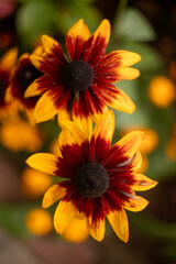 yellow flower in the garden