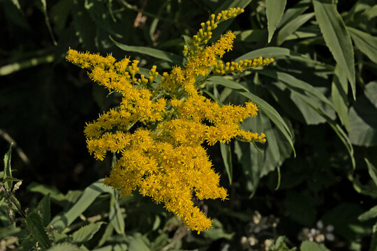 Bright yellow flowers of giant goldenrod plant, selective focus on a dark bokeh background - solidago gigantea
