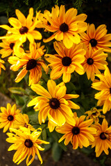 yellow chrysanthemum flowers