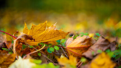 autumn leaves on the grass